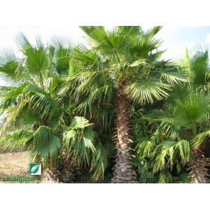 Washingtonia robusta