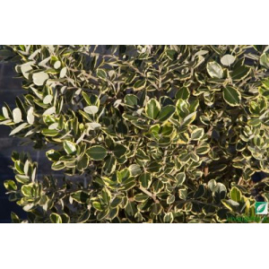 Metrosideros excelsa Aurea