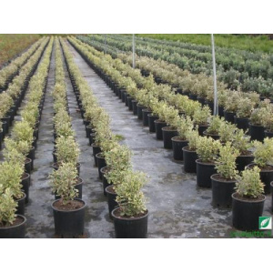 Metrosideros excelsa Aurea