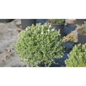 Westringia fruticosa