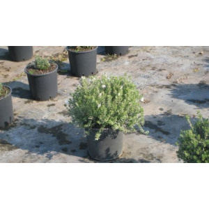 Westringia fruticosa