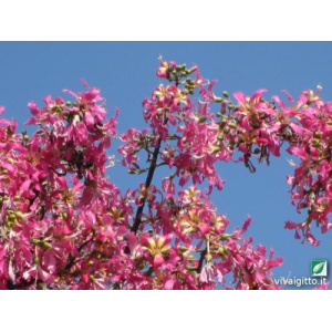 Chorisia speciosa (Kapok)