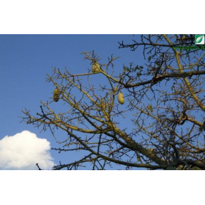 Chorisia speciosa (Kapok)