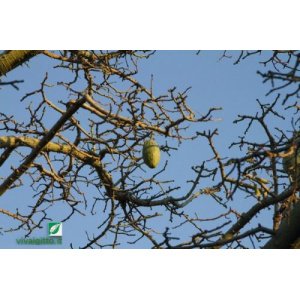 Chorisia speciosa (Kapok)