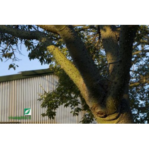 Chorisia speciosa (Kapok)