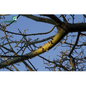Chorisia speciosa (Kapok)