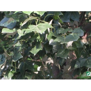 Brachychiton discolor