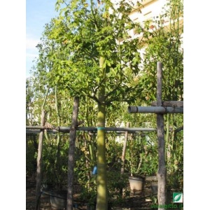 Brachychiton discolor