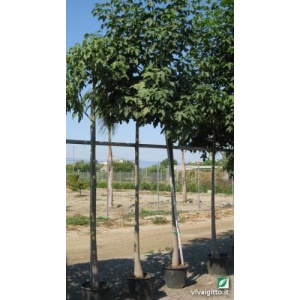 Brachychiton discolor