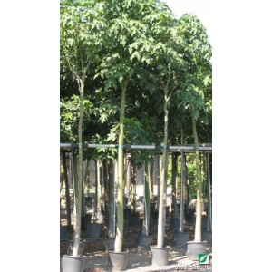 Brachychiton discolor