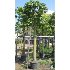 Brachychiton discolor