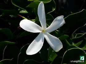 Carissa Macrocarpa (Grandiflora)