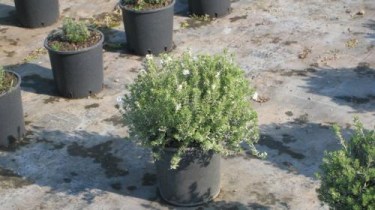 Westringia fruticosa - Vaso 22